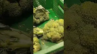 Капуста брокколи.Цена.Магазин Велмарт#брокколи#цена#велмарт