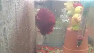 Боевые-петушки оплодотворение