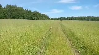маленький Лис
