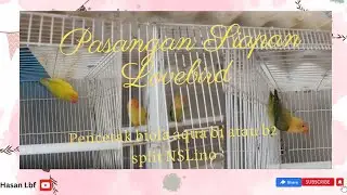 Pasangan siapan lovebird pencetak biola aqua split NSLino