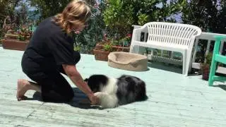 Odie - Novice trick dog