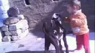 Hamza or us ki Bakri