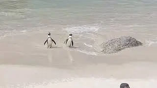 No Privacy for these #africanpenguin #westerncape #capetown #bouldersbeach #naturelovers