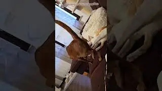 Шаня и её воспитательные меры😸 
