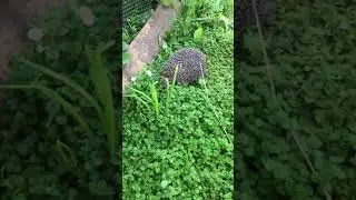 Ёжик у нас на даче.