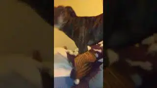 Pitbull ripping a fish apart
