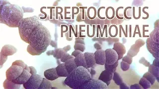 Streptococcus pneumoniae animation | pneumococcal bacteria | pneumococcal diplococci animation