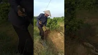 Đánh tùng kim cương Zin