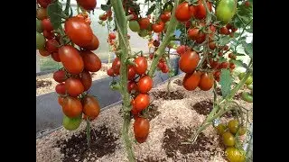 Tomato DE BARAO BLACK. As it grows in my greenhouse.