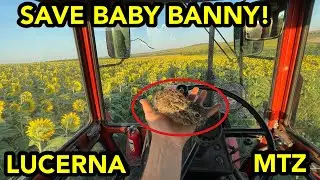 MTZ 82 BELARUS TRACTOR  BABY BUNNY LUCERNA CUTTER
