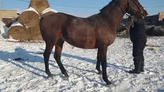 от сотилади.зоти полша.буйи 170++.нархи 15.000$ +998-94-213-07-70