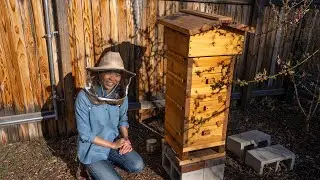 Installing new bees in an old hive