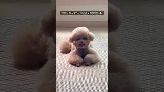 월요병 퇴치용 복떠니 얼굴🐶