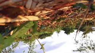 DJI MINI 2 - Take off to Crash | ขึ้น จน ตก (ตกแบบโง่ๆ)
