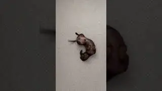 Расколбаска