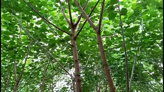 How to Plant Mulberry Tree Cuttings
