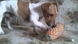 Кэп и ананас.