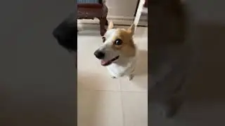 popipopipopopipo