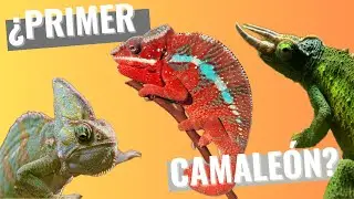 Cómo cuidar a un CAMALEÓN? (VELO, PANTERA y JACKSON)
