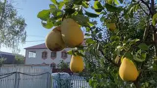 ПОСЛЕДНИЙ ДЕНЬ ЛЕТА В ДЕРЕВНЕ | 31.08.2023 | КУРЛОВО