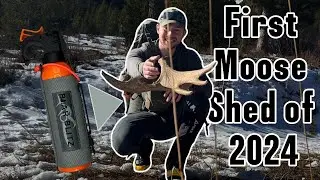 First Moose Shed of 2024 and HUGE ANNOUNCEMENT