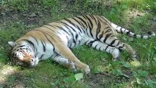 The Amur tiger and the Goat Timur! Primorsky Safari Park!
