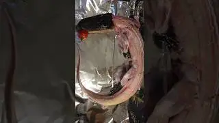 Alligator #viral #shortvideo #viralvideo #cooking #foodie