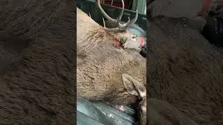 Охота на острове на оленей