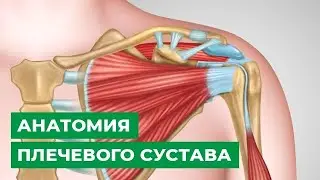 Анатомия плечевого сустава
