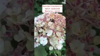 Мои гортензии