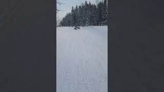 Всероссийская гонка на собаках.