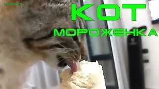 КОТ. Мороженка. (20200310)