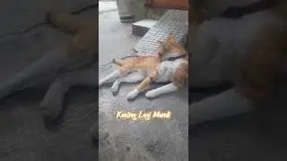 Kucing Anti Air Mandinya Kaya Gini Ya...!!! #shorts @Adya1M