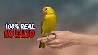 How to tame a bird? Easy to do!