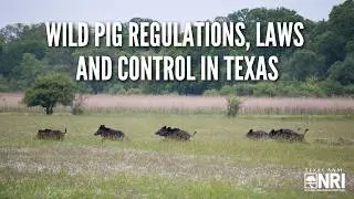 Wild Pig Regulations, Laws and Control in Texas