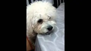 maltipoo say mama September 1, 2015