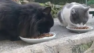 Daily Vaticats!