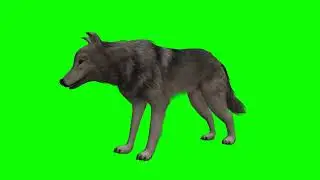 Wolf Green Screen | Wolf Walking Green Screen | Green BackGround Screen | Wolf (No Copyright)
