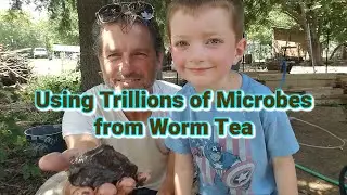 Using Trillions of Microbes from Worm Tea
