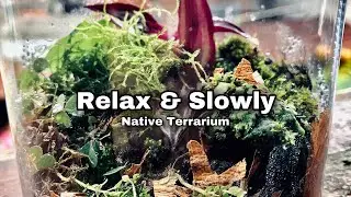 Satisfying & Relaxing Terrarium || Native Terrarium