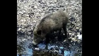 Фотоловушка в лесу возле лужи