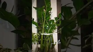 Комнатные цветы. замиокулькас 