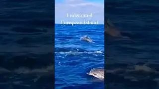#travel #summer #holiday #vacation #summer2023 #summervibes #portugal #azores #dolphin #ocean #sea