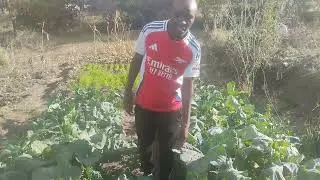 vegetable farming in the dry lands. episodes coming soon #agriculture #farming