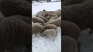 Как вкусно едят наши овцы 