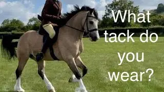How to turn your welsh section D out for ridden showing - tack turnout tips 
