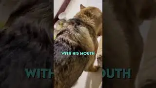 Dog just yoinked little kitten 😂❤️