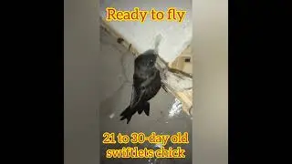 swiftlets chick ready to fly