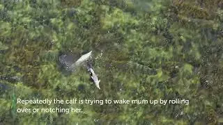 dolphin mum sleeping upside down