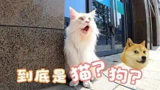 【萌宠】出门遛个弯，却把猫咪溜成了狗#萌宠  #萌宠出道计划  #貓咪 #貓咪的迷惑行為 #緬因貓
